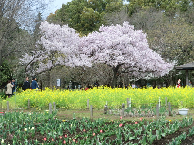 http://www.rokakoen.tokyo/CIMG1067.JPG